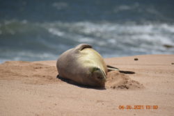 2 Molokai Seals Dead from ‘Human-Inflicted Trauma’