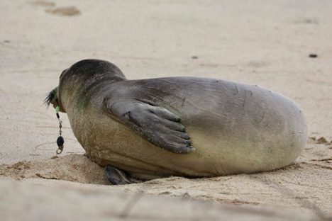 Kalaupapa Seal Gets Life-Saving Surgery