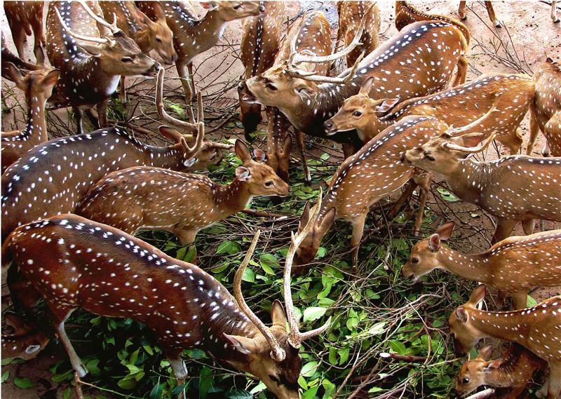 Deer Damage Molokai Crops | The Molokai Dispatch