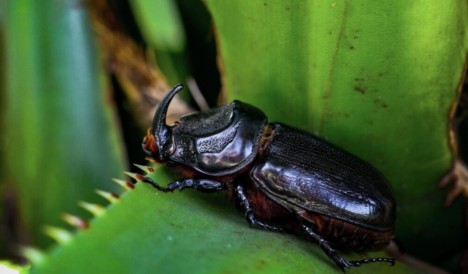 Traps Help to Prevent Invasive Beetle Spread