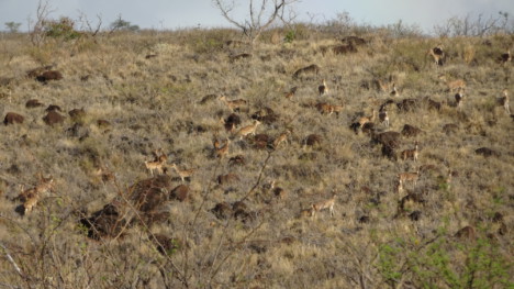 Axis Deer Control