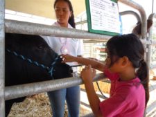 4-H Youth Steering the Herd