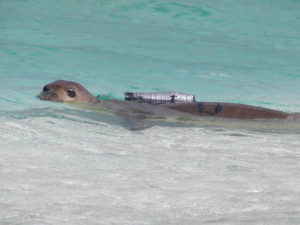 Monitoring Monk Seals
