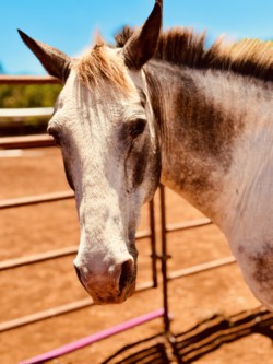 The Healing Power of Horses