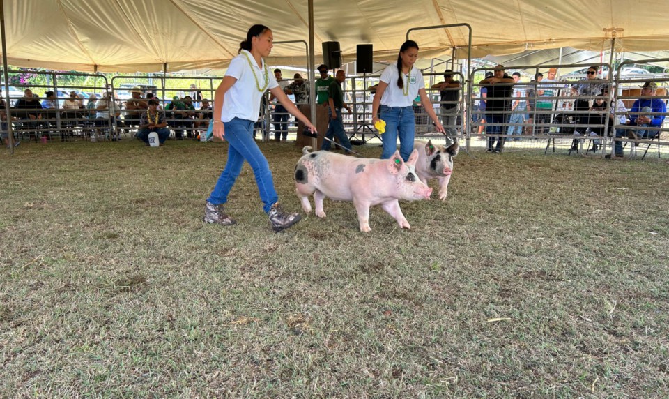Head, Heart, Hands, Health  4H Livestock Expo Nurtures the Next Generation of Farmers