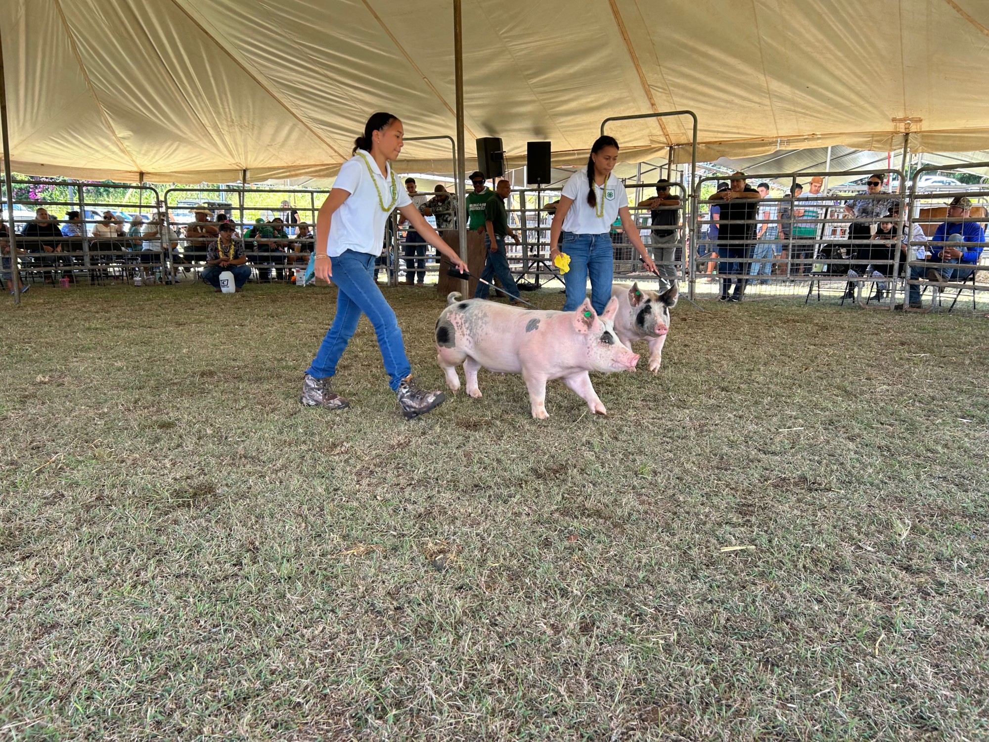 Head, Heart, Hands, Health 4H Livestock Expo Nurtures the Next Generation of Farmers