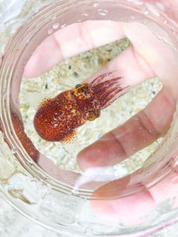 Hawaiian Bobtail Squid