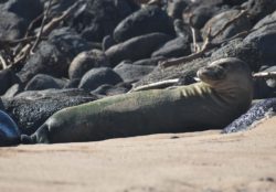 Students Name Monk Seal