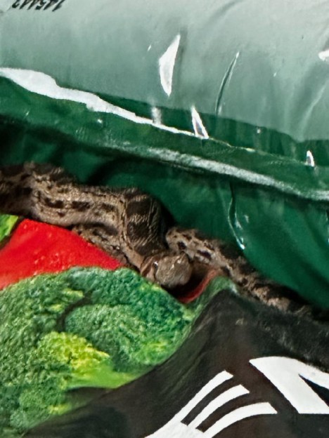 Snake Found in Shipping Container