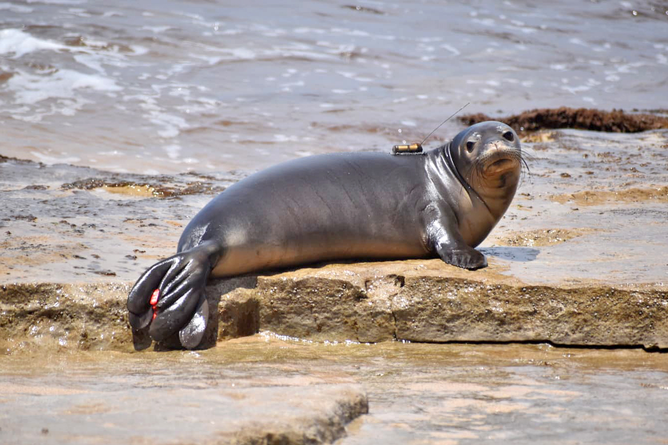 Namakaʻeleʻōlino on his release day April 7. Photo by Hawaiʻi Marine Animal Response