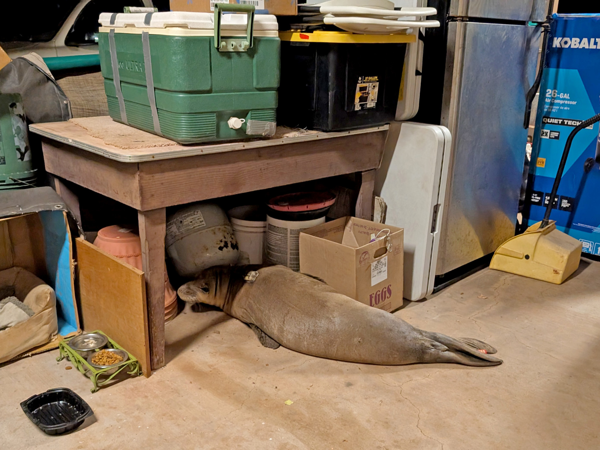 Namakaʻeleʻōlino chose a garage in Seaside to rest on Mother’s Day. Photo by Hawaiʻi Marine Animal Response