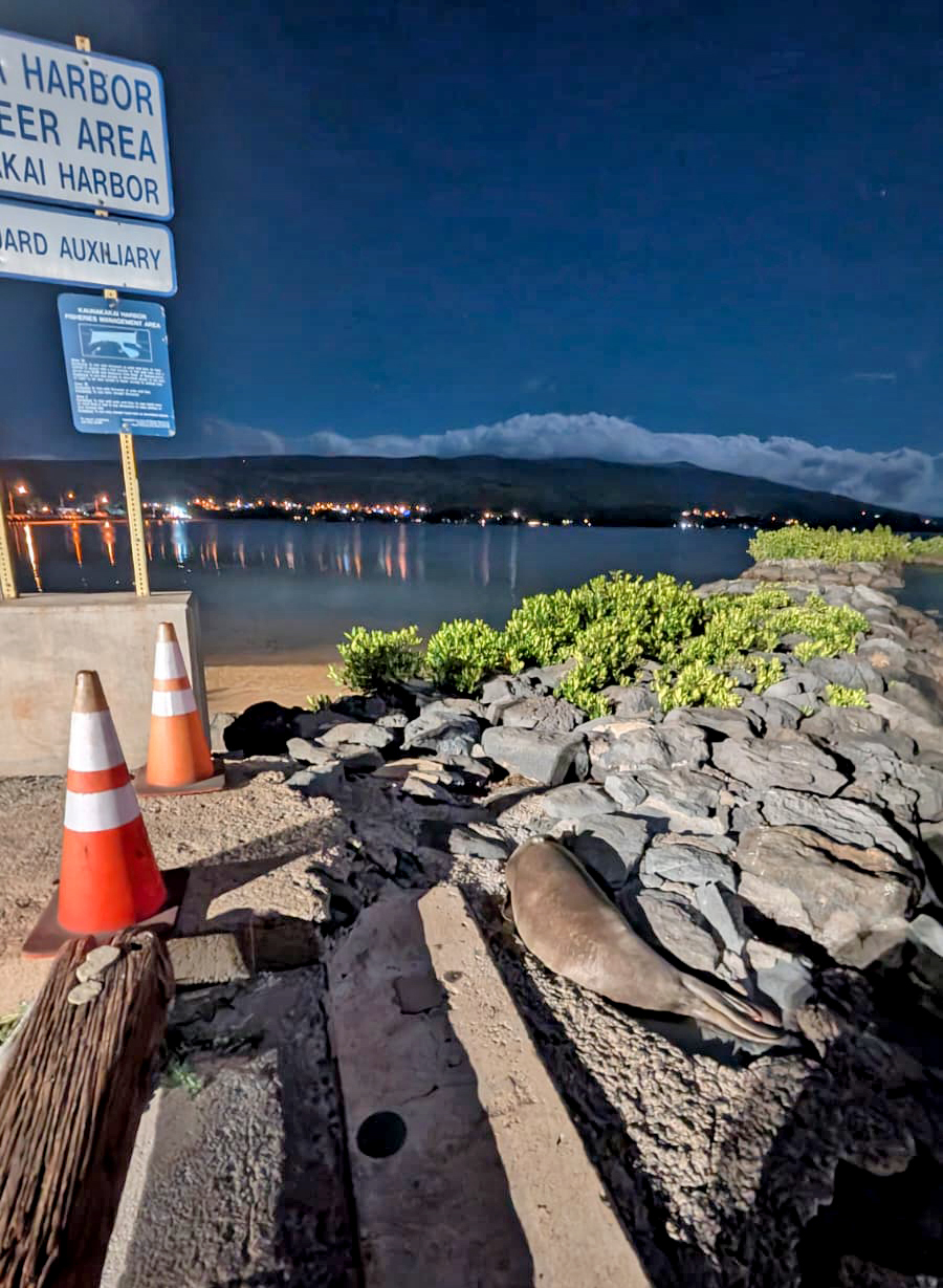 Namakaʻeleʻōlino visited Kaunakakai Wharf a few times since, but conservation staff were able to curb this behavior. Photo by Hawaiʻi Marine Animal Response