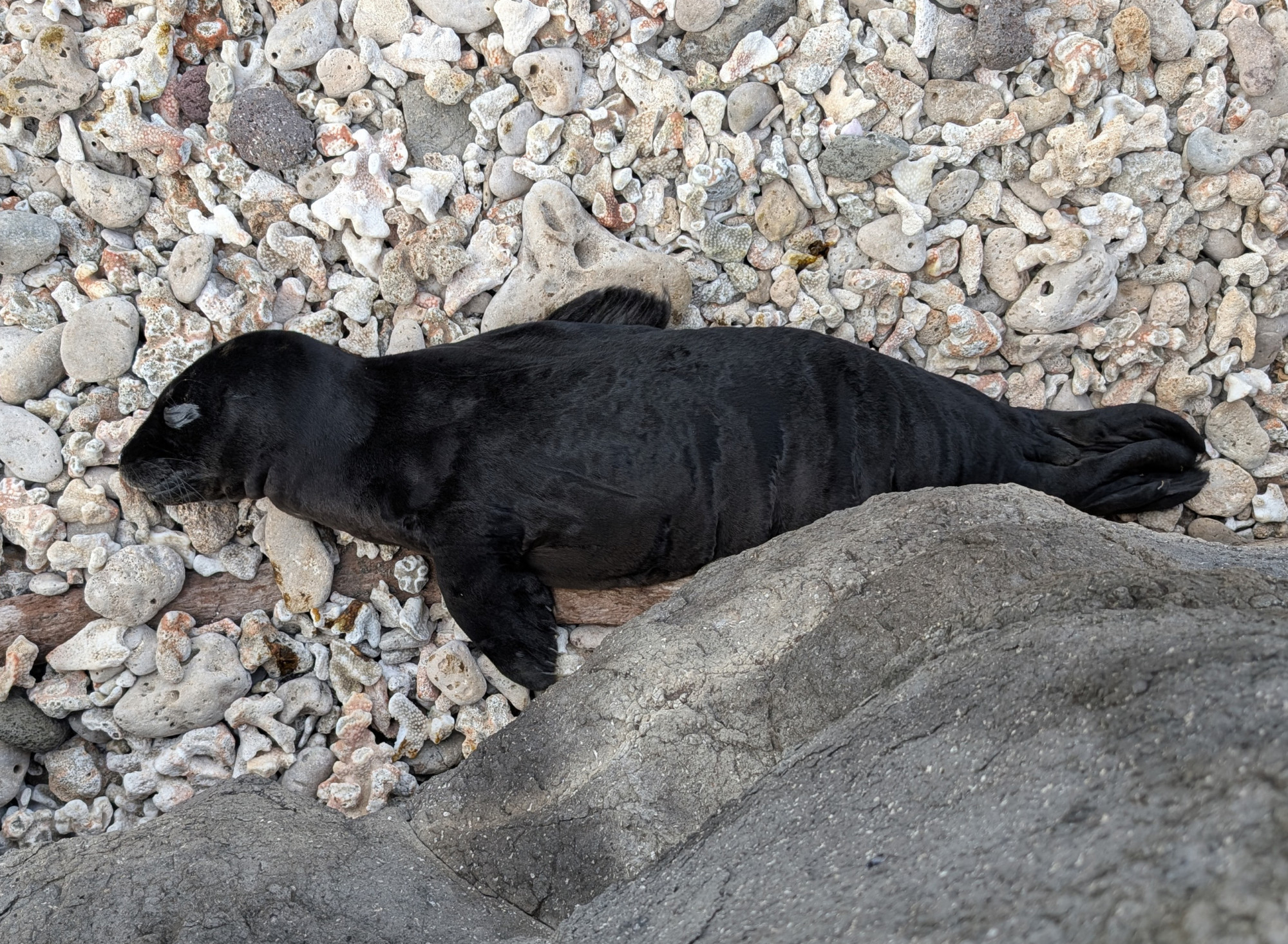 Namakaʻeleʻōlino at two weeks old, when he was rescued on Molokai's East End. Photo by Hawaiʻi Marine Animal Response