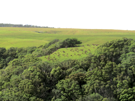 Deer Overpopulation, Rainfall Impact Molokai’s Landscapes