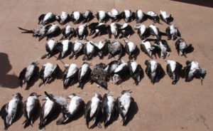 Dogs Kill Over 100 Native Birds at Mo`omomi