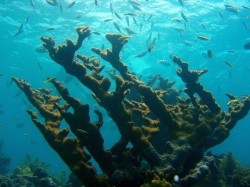 NOAA Proposal Aims to Save Coral