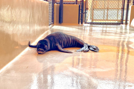 Molokai Monk Seal Pup Recovering on Big Island