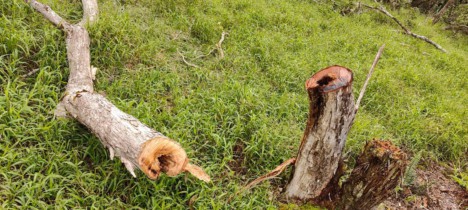 Native Trees Vandalized in Kamakou Preserve