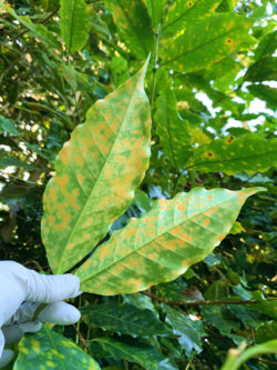 Coffee Leaf Rust Found on Molokai
