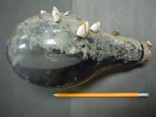 Japanese Tsunami Debris Arrives on Molokai