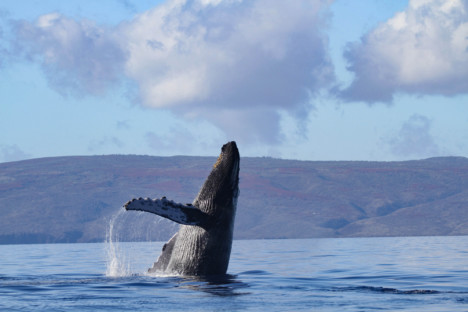 Go Slow, Whales Below